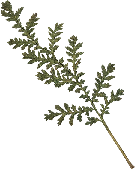 Dried and Pressed Leaf